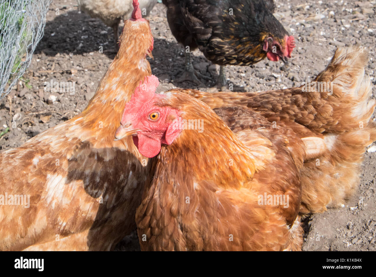 Small,number,of,my,backyard,chickens,in,my,MODEL RELEASED,PROPERTY RELEASED garden, in Wales,village,Welsh,U.K.,UK,Europe, Stock Photo