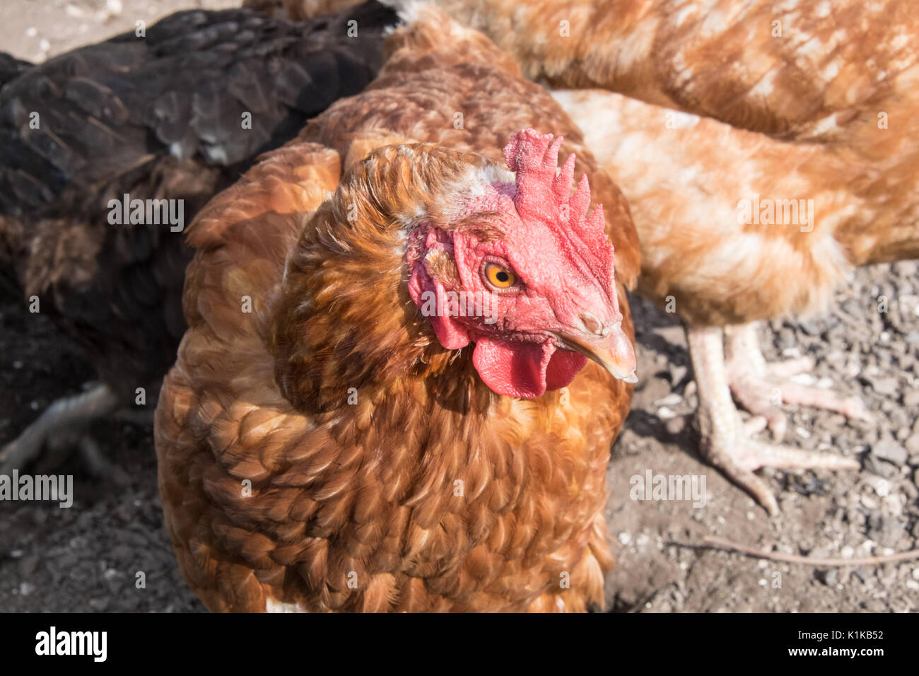 Small,number,of,my,backyard,chickens,in,my,MODEL RELEASED,PROPERTY RELEASED garden, in Wales,village,Welsh,U.K.,UK,Europe, Stock Photo