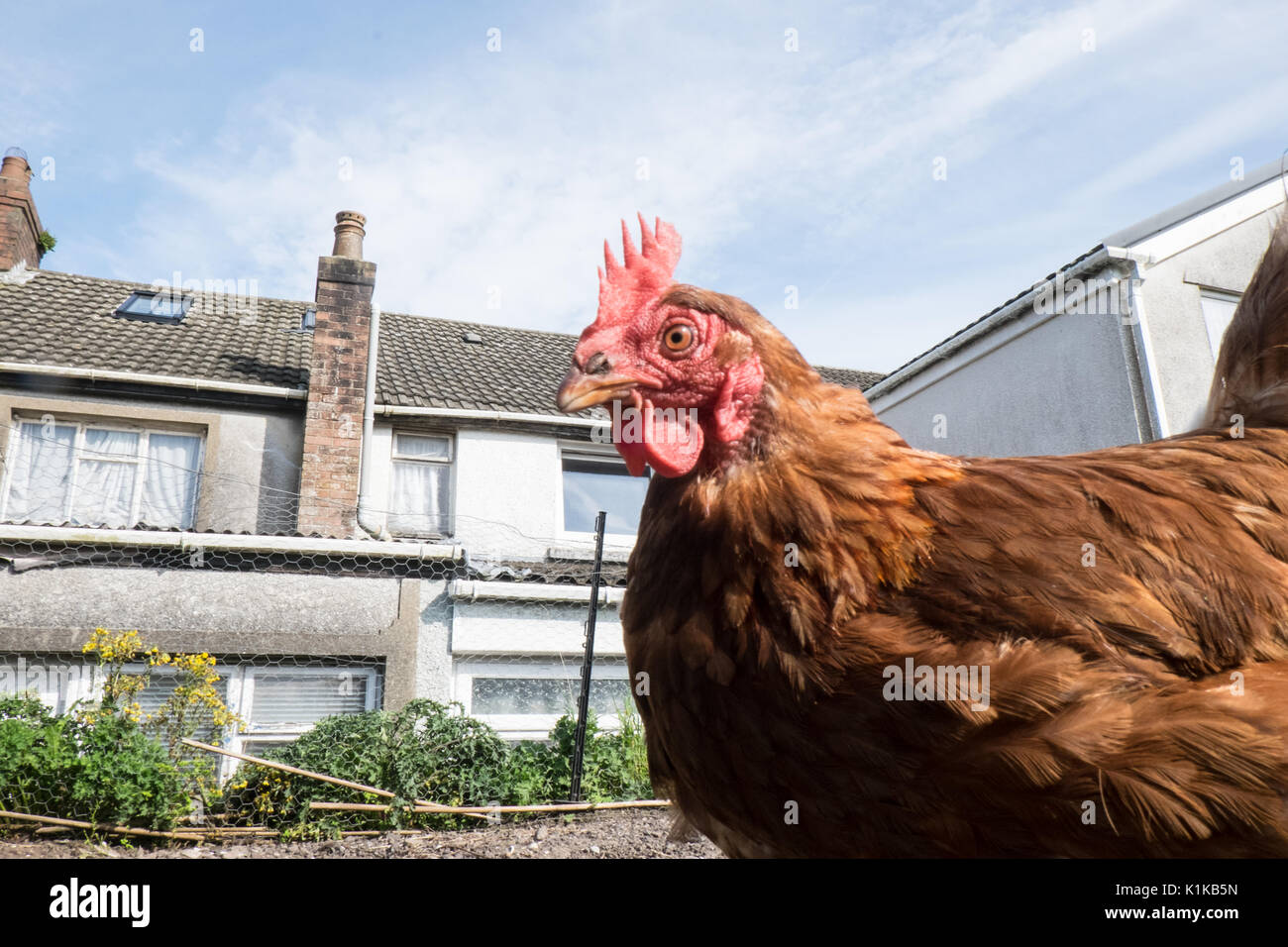 Small,number,of,my,backyard,chickens,in,my,MODEL RELEASED,PROPERTY RELEASED garden, in Wales,village,Welsh,U.K.,UK,Europe, Stock Photo