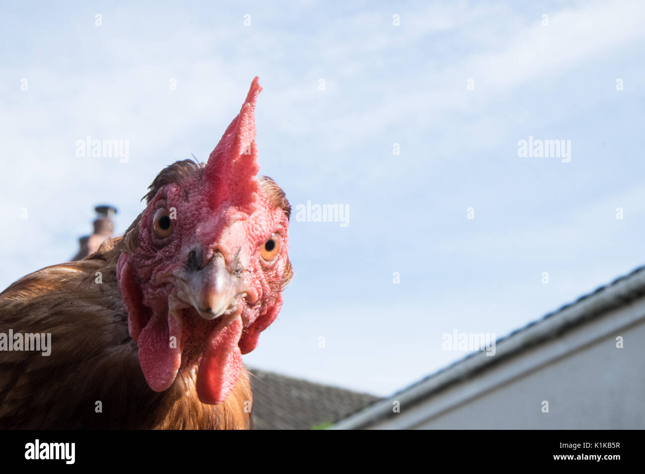 Small,number,of,my,backyard,chickens,in,my,MODEL RELEASED,PROPERTY RELEASED garden, in Wales,village,Welsh,U.K.,UK,Europe, Stock Photo
