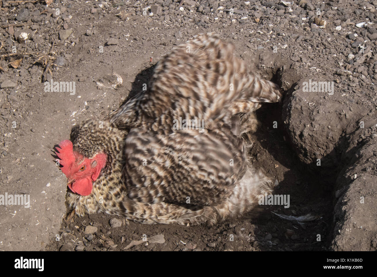 Small,number,of,my,backyard,chickens,in,my,MODEL RELEASED,PROPERTY RELEASED garden, in Wales,village,Welsh,U.K.,UK,Europe, Stock Photo