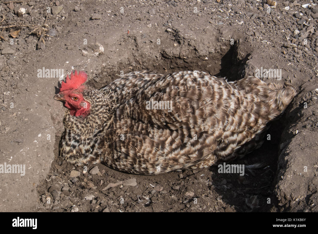 Small,number,of,my,backyard,chickens,in,my,MODEL RELEASED,PROPERTY RELEASED garden, in Wales,village,Welsh,U.K.,UK,Europe, Stock Photo