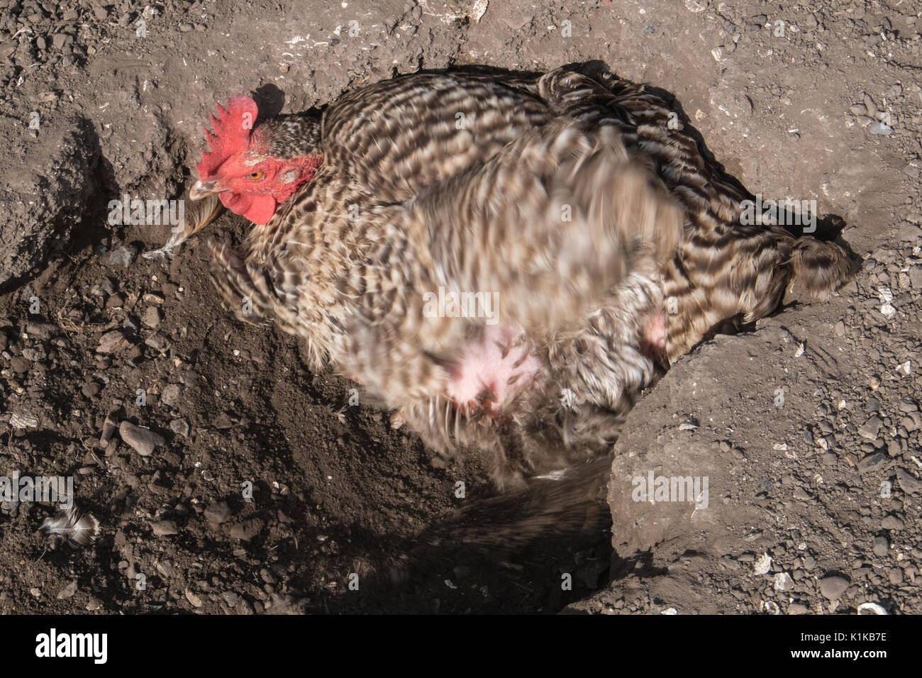 Small,number,of,my,backyard,chickens,in,my,MODEL RELEASED,PROPERTY RELEASED garden, in Wales,village,Welsh,U.K.,UK,Europe, Stock Photo
