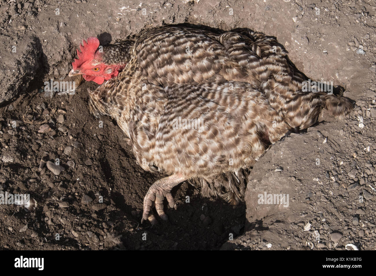 Small,number,of,my,backyard,chickens,in,my,MODEL RELEASED,PROPERTY RELEASED garden, in Wales,village,Welsh,U.K.,UK,Europe, Stock Photo