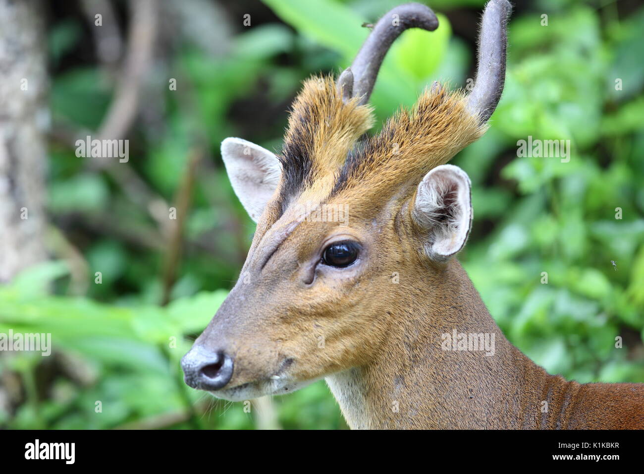 Indian muntjac or barking deer Muntiacus muntjak in Khao Yai
