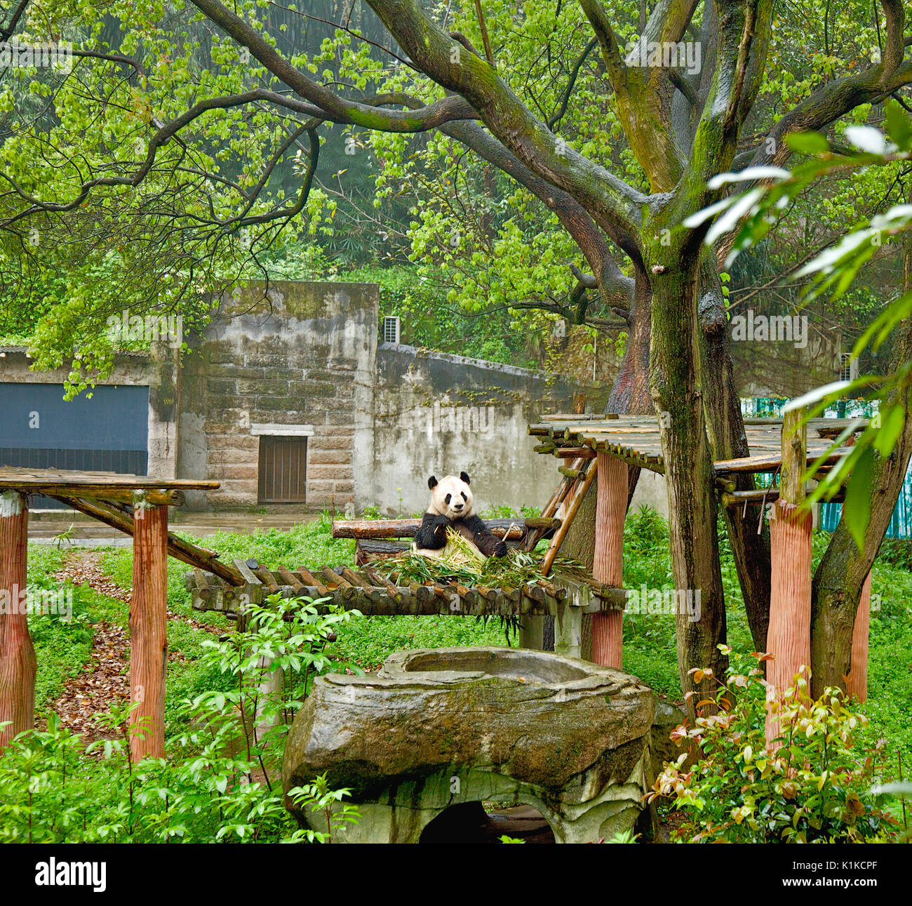 Giant Panda, Chongqing Zoo, China. Name is Xin Xing (New Star), 35 years old. Stock Photo