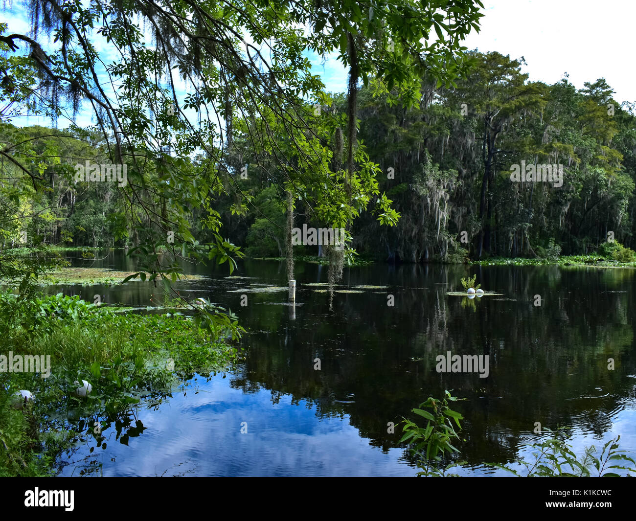 trees and sky reflecting on the water Stock Photo - Alamy