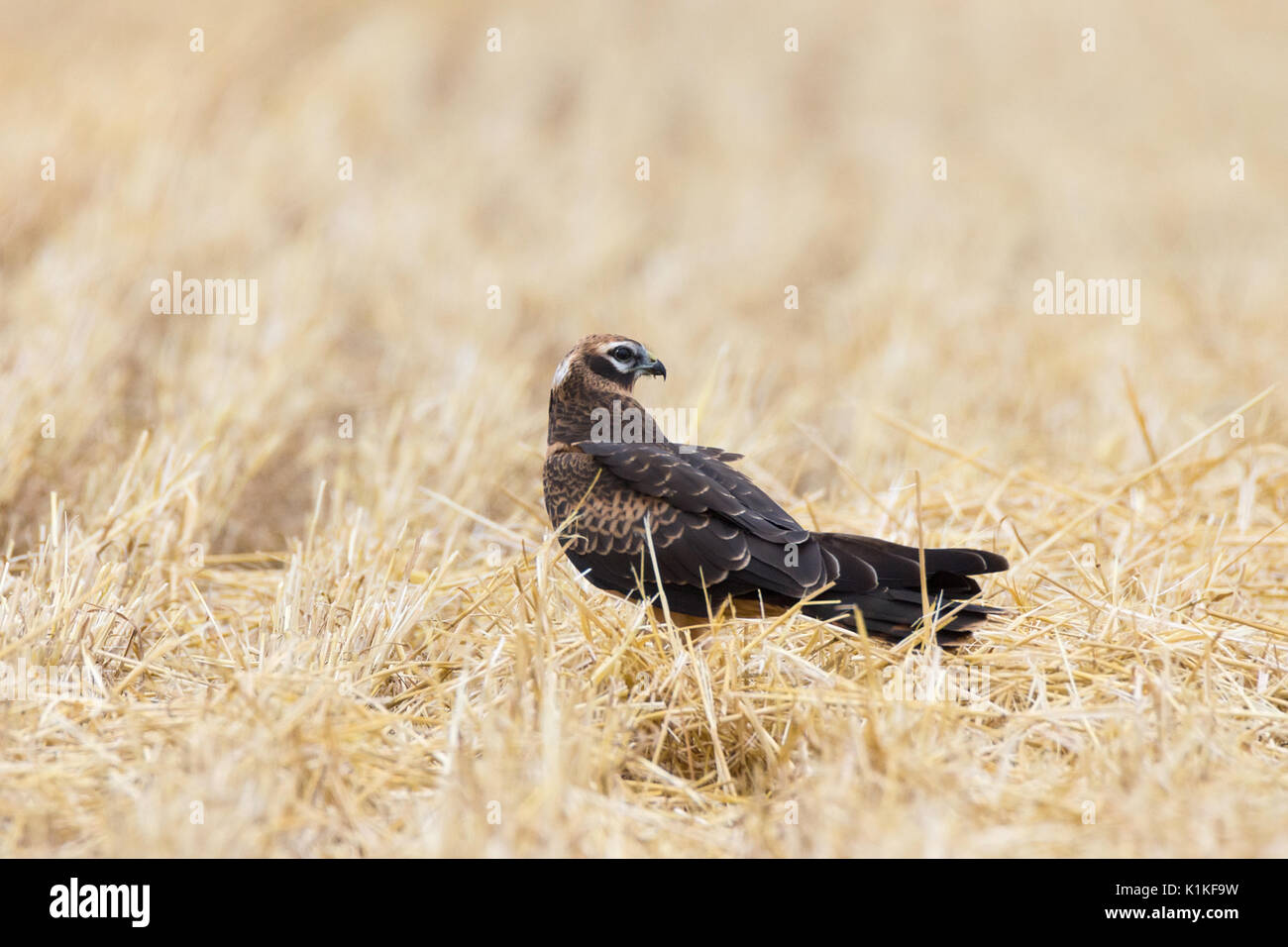 Circus pygargus on the wheat field, beautiful bird, photo-hunting Stock Photo