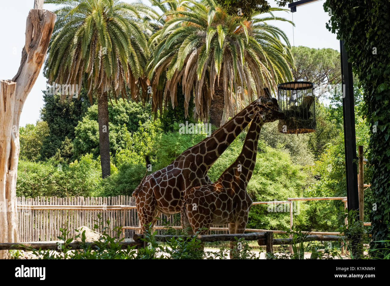 Giraffes at the Rome Zoo, Italy Stock Photo Alamy