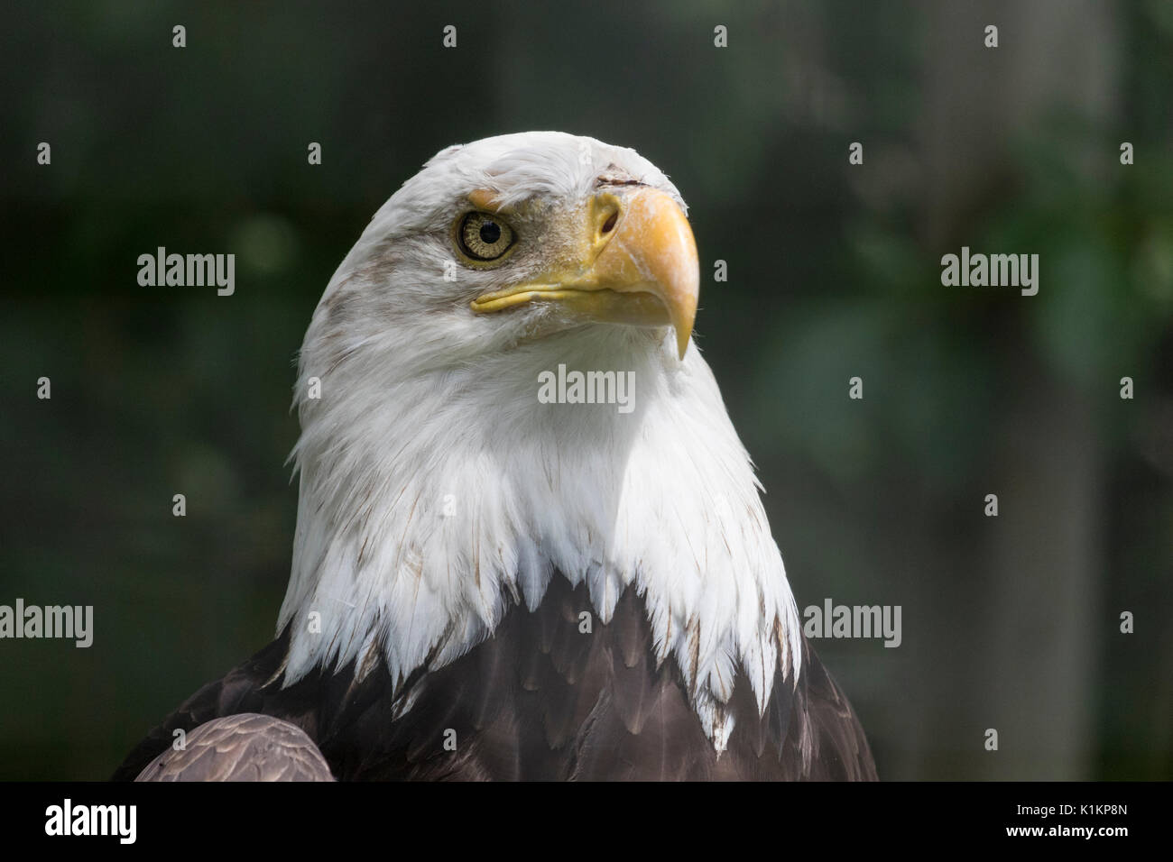 American Bald Eagle Stock Photo