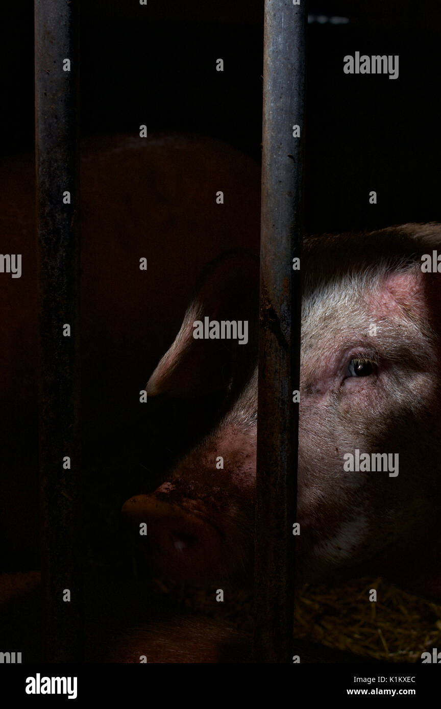 Close up of a sow's face in a farm pen Stock Photo