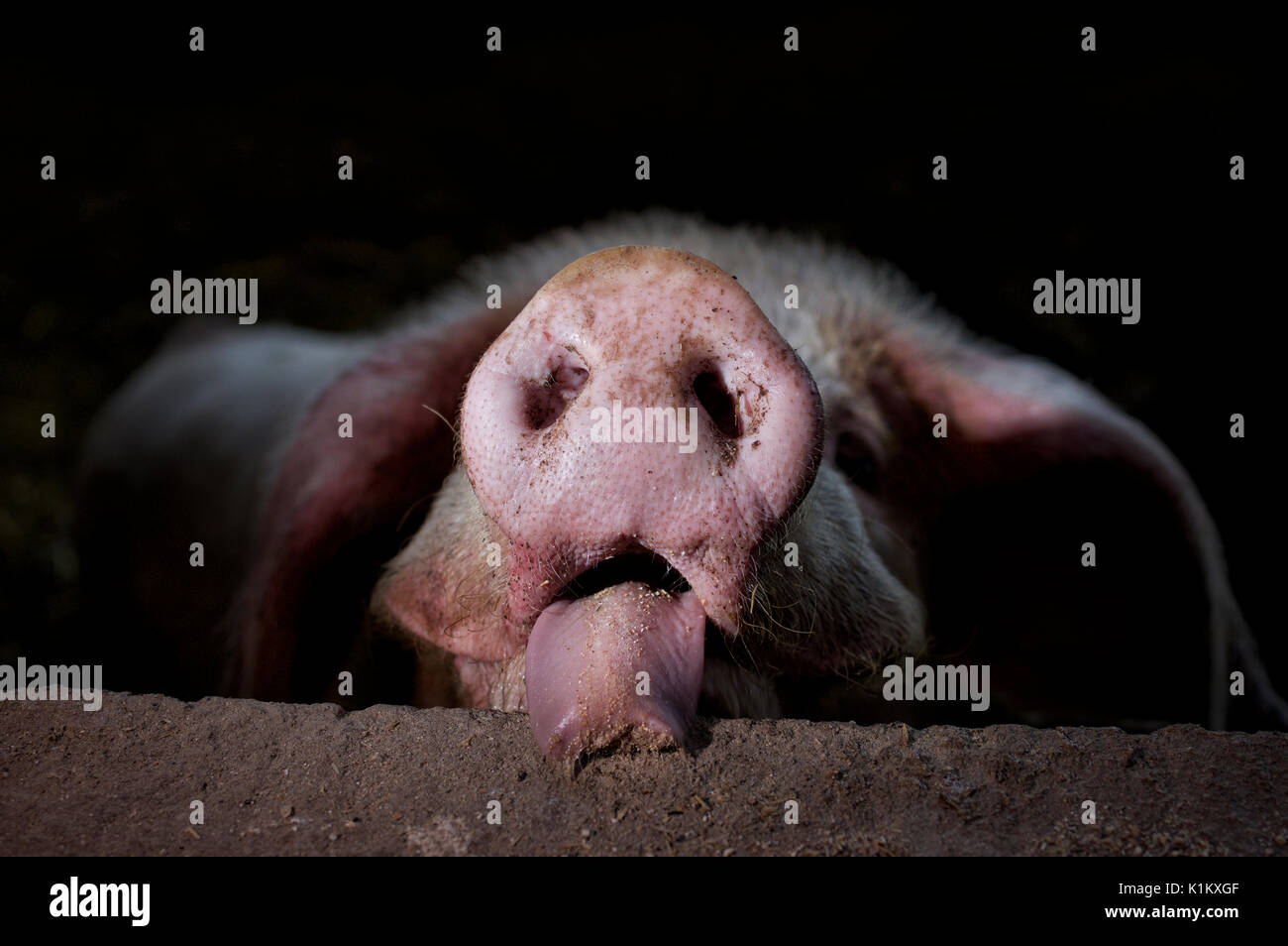 Close up of a pig's snout and licking tongue Stock Photo