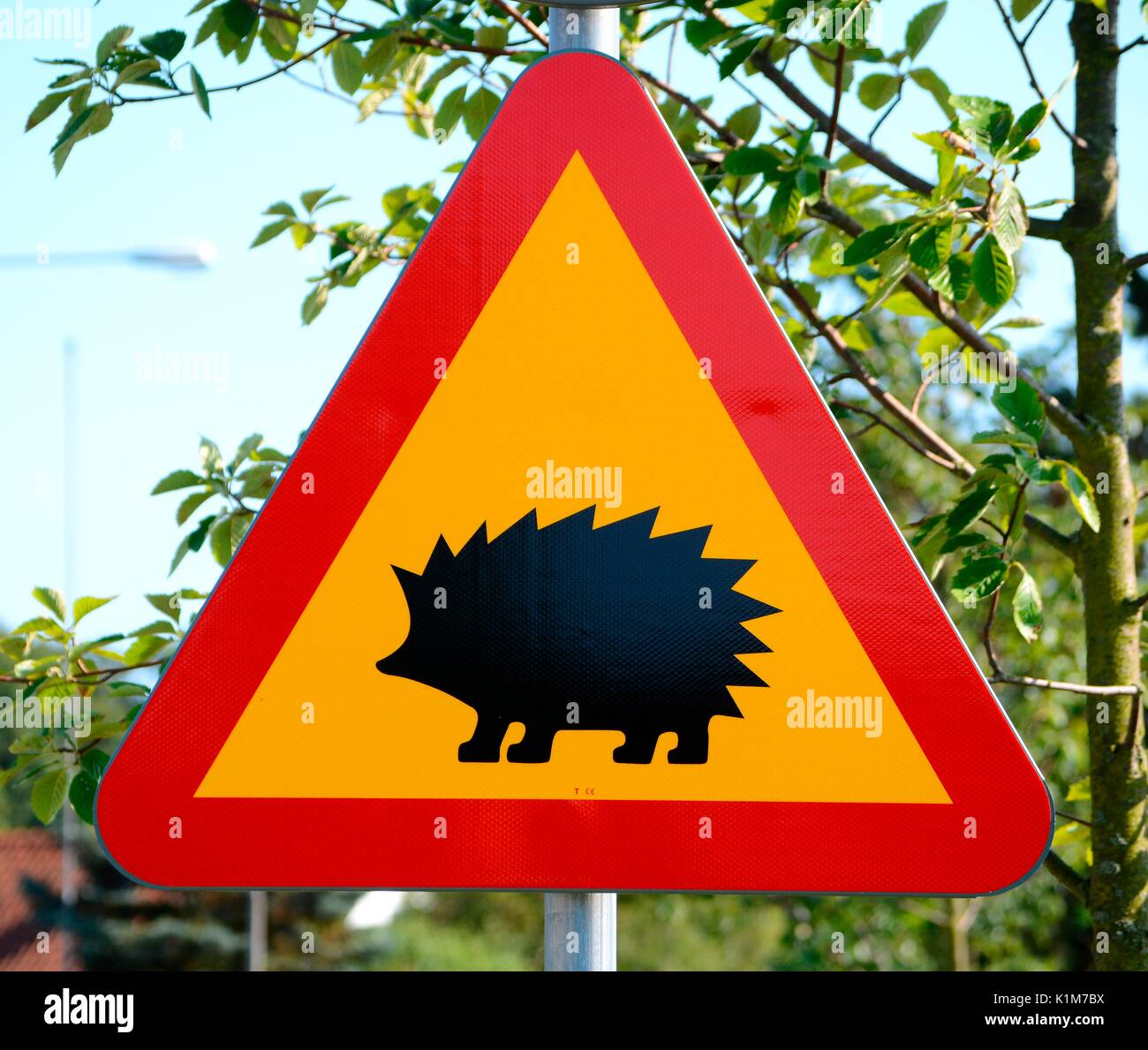 Crossing road hedgehogs hires stock photography and images Alamy