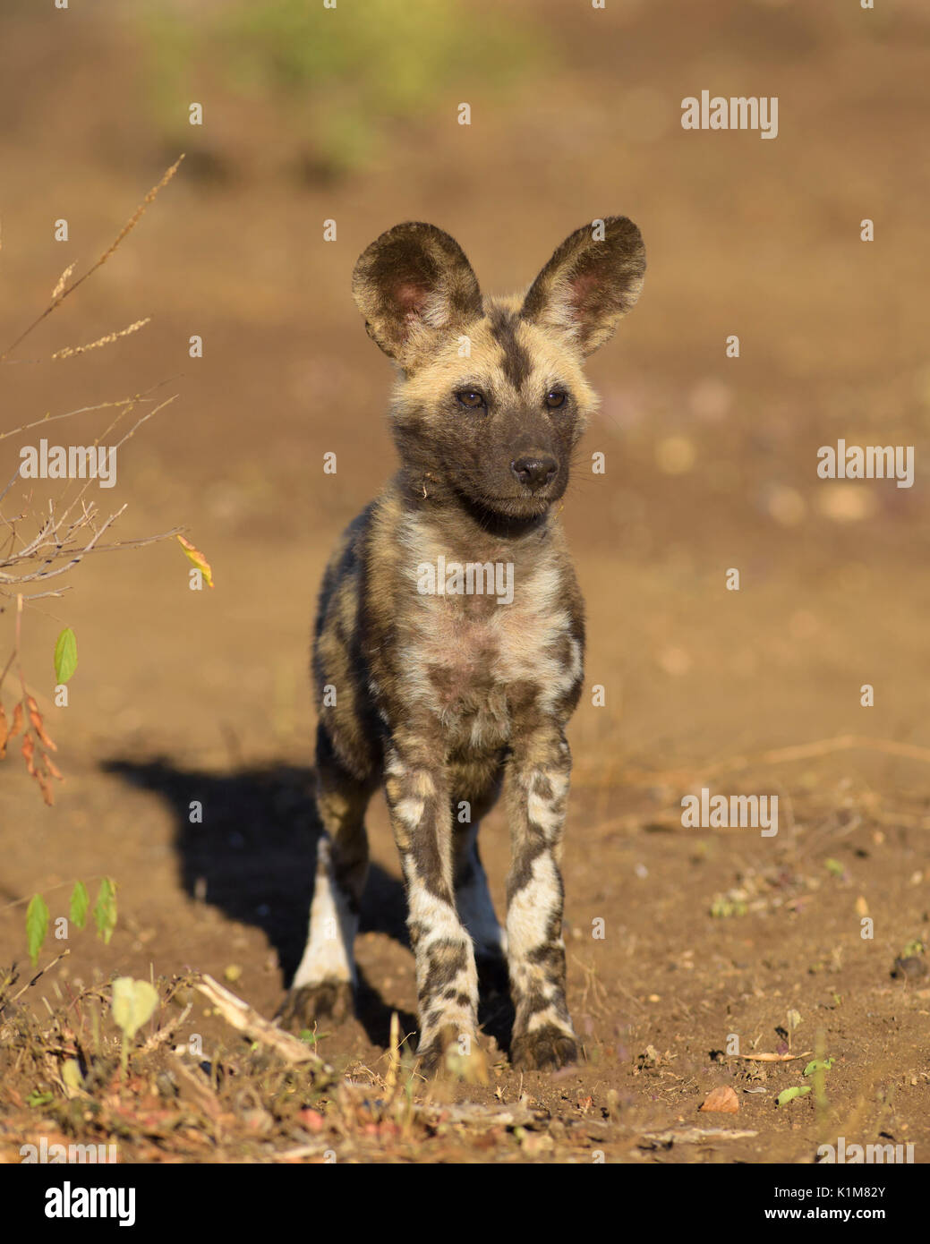 African wild dog (Lycaon pictus), puppy, Zimanga Game Reserve, KwaZulu-Natal, South Africa Stock Photo