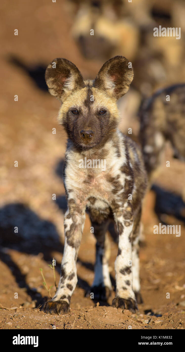African wild dog (Lycaon pictus), puppy, Zimanga Game Reserve, KwaZulu-Natal, South Africa Stock Photo