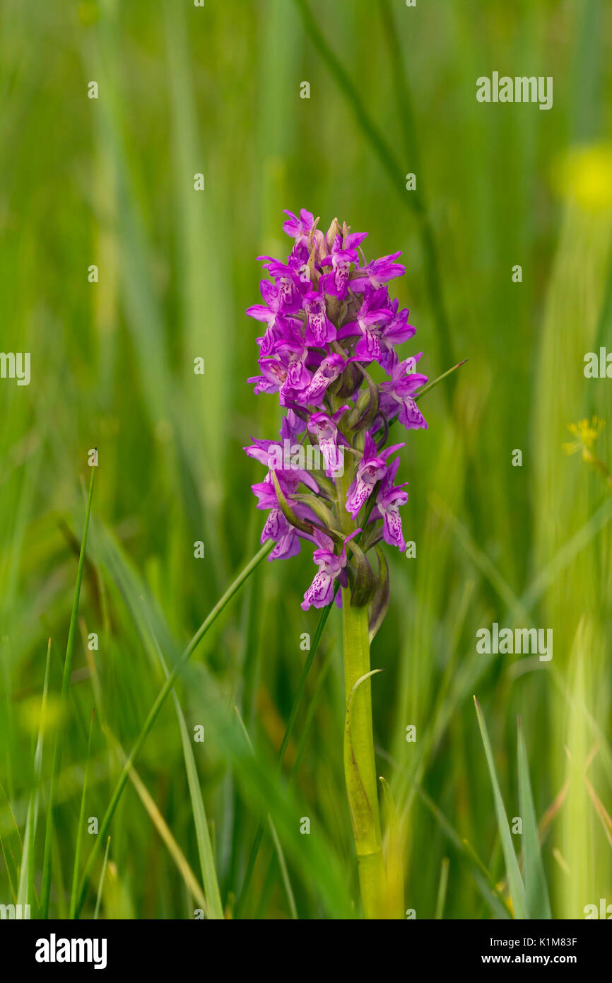 Western marsh orchid (Dactylorhiza majalis), Murnau, Bavaria, Germany Stock Photo