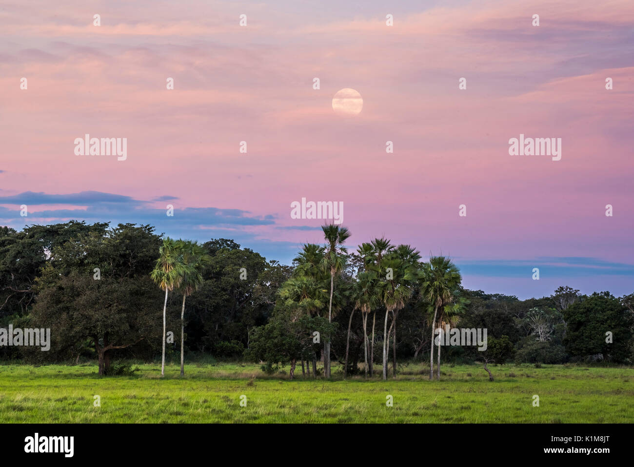 Landscape with moriche palm trees in the southern Pantanal, Fazenda Barranco Alto, Pantanal, Mato Grosso do Sul, Brazil Stock Photo