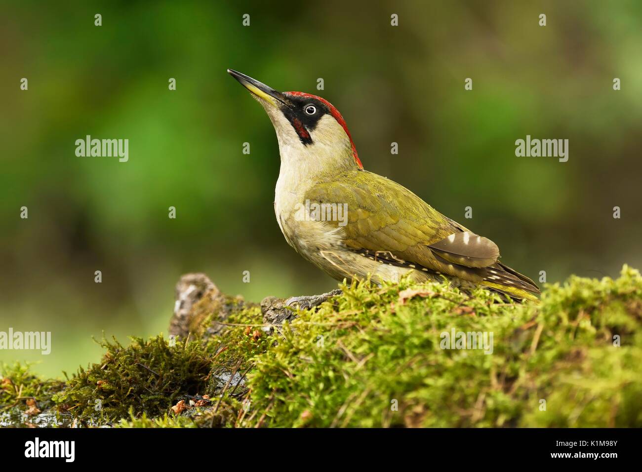 European green woodpecker (Picus viridis), male, Kiskunság National Park, Hungary Stock Photo