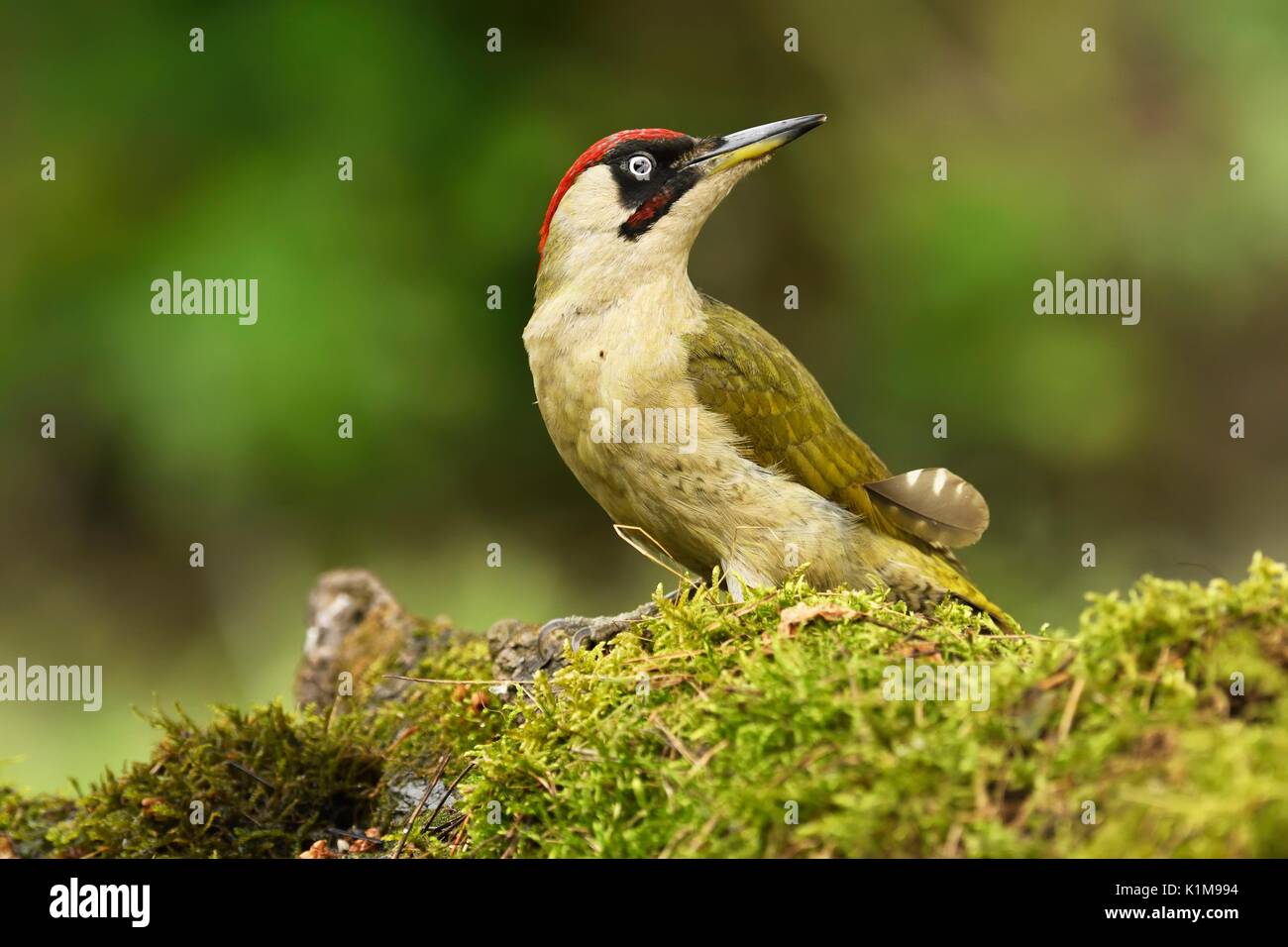 European green woodpecker (Picus viridis), male, Kiskunság National Park, Hungary Stock Photo