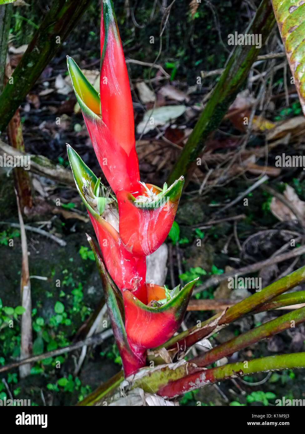 Heliconia wagneriana flower in Costa Rica Stock Photo