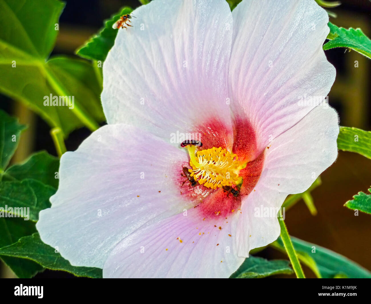Flower in Costa Rica Stock Photo