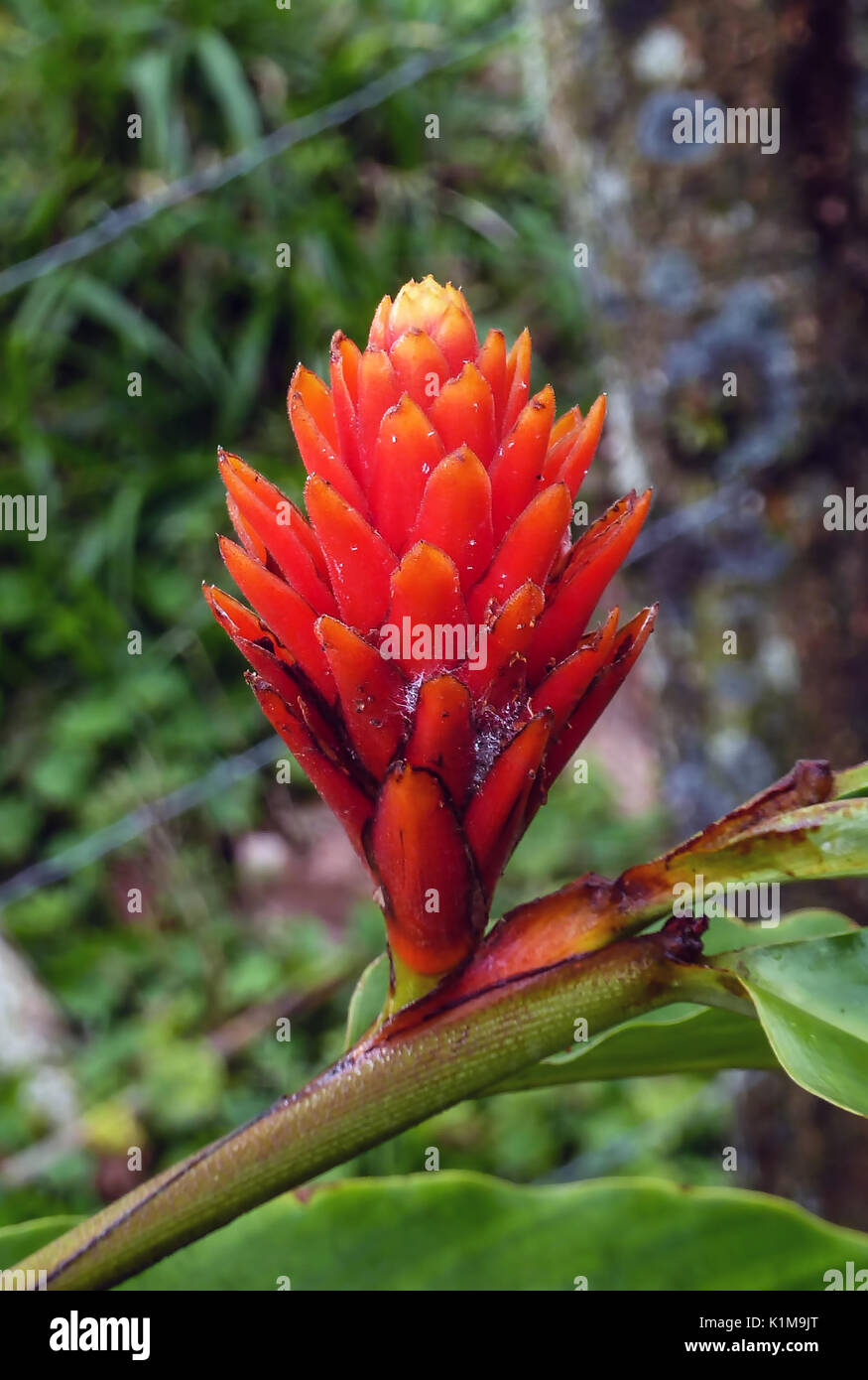 Alpinia purpurata (red ginger) in Costa Rica Stock Photo