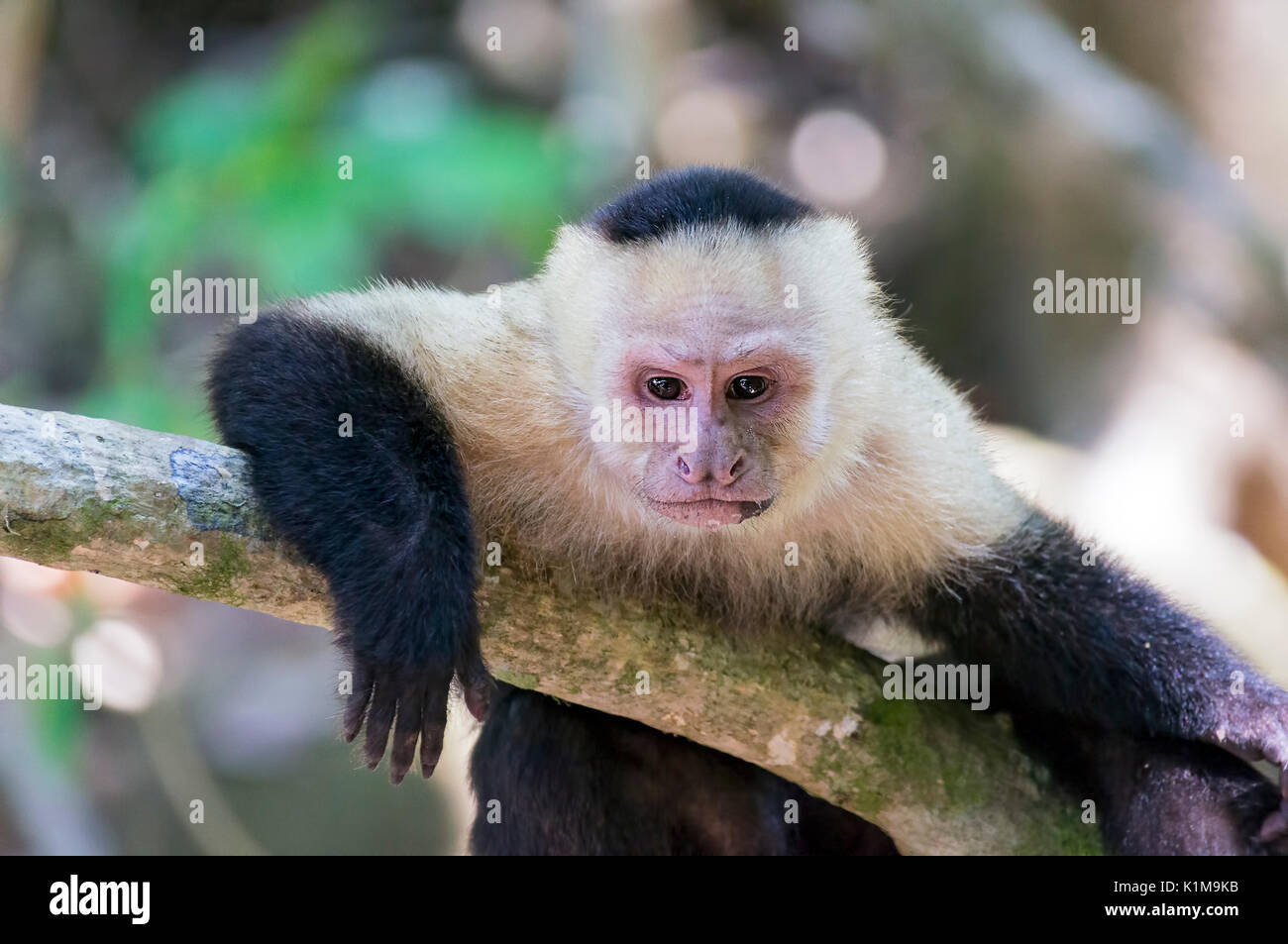 Thinking white headed capuchin monkey resting Stock Photo