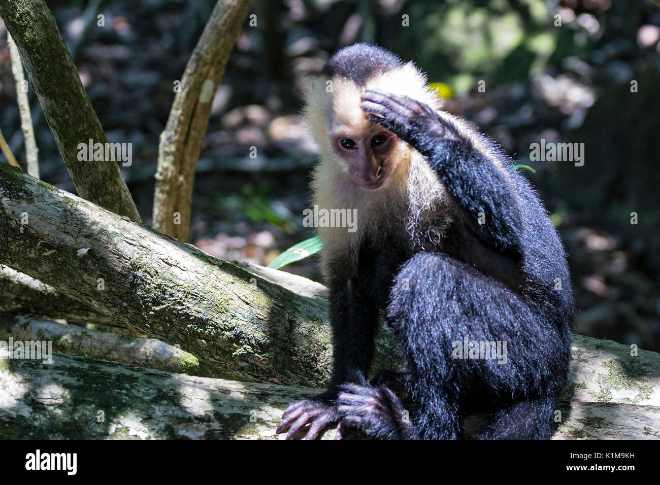 Thinking white headed capuchin monkey resting Stock Photo