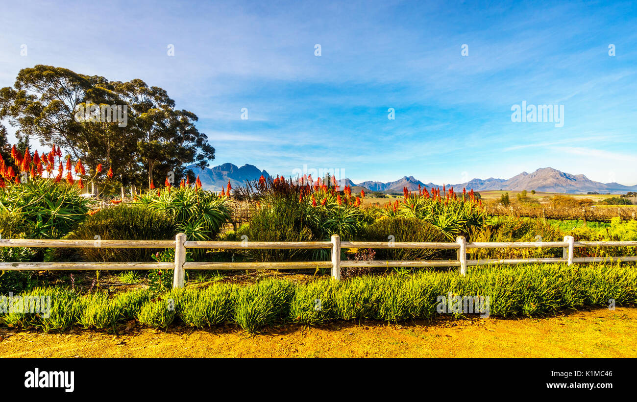 Blue candle cactus hires stock photography and images Alamy