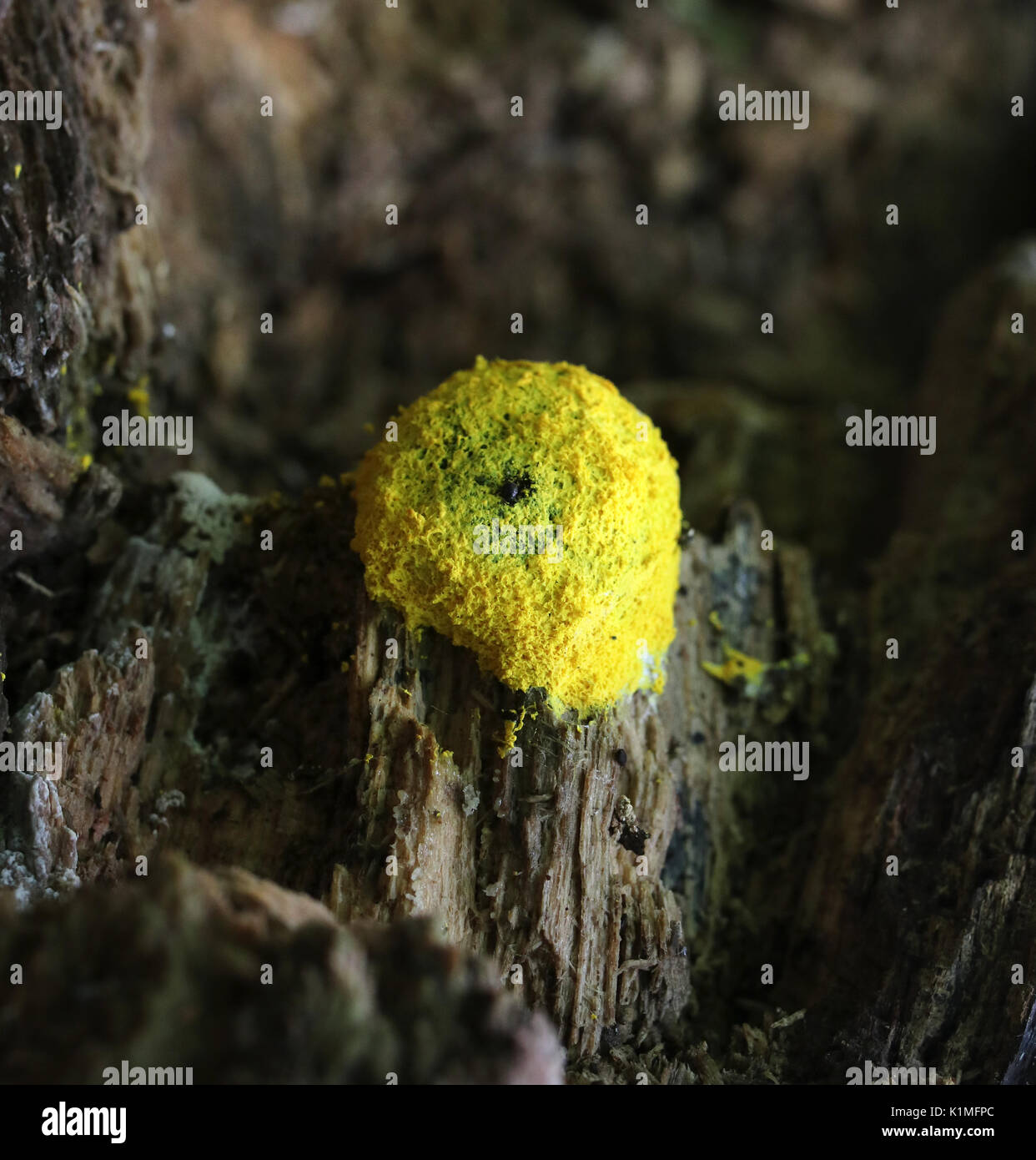 Yellow scrambled egg slime mould Fuligo septica myxomycete Stock Photo