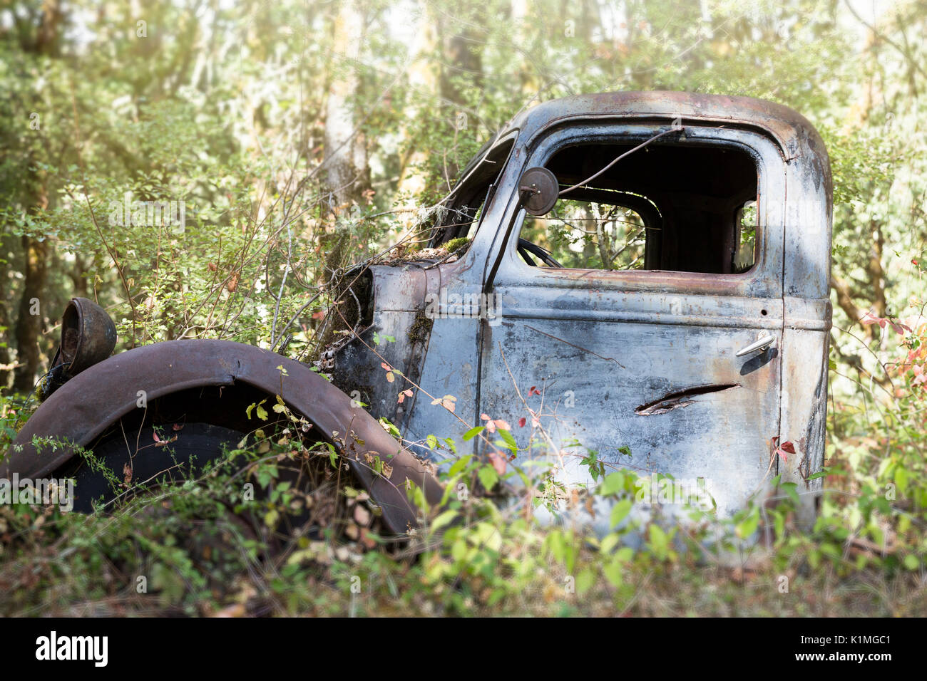 Abandoned rusted truck sitting in the trees with brush growing up around it Stock Photo