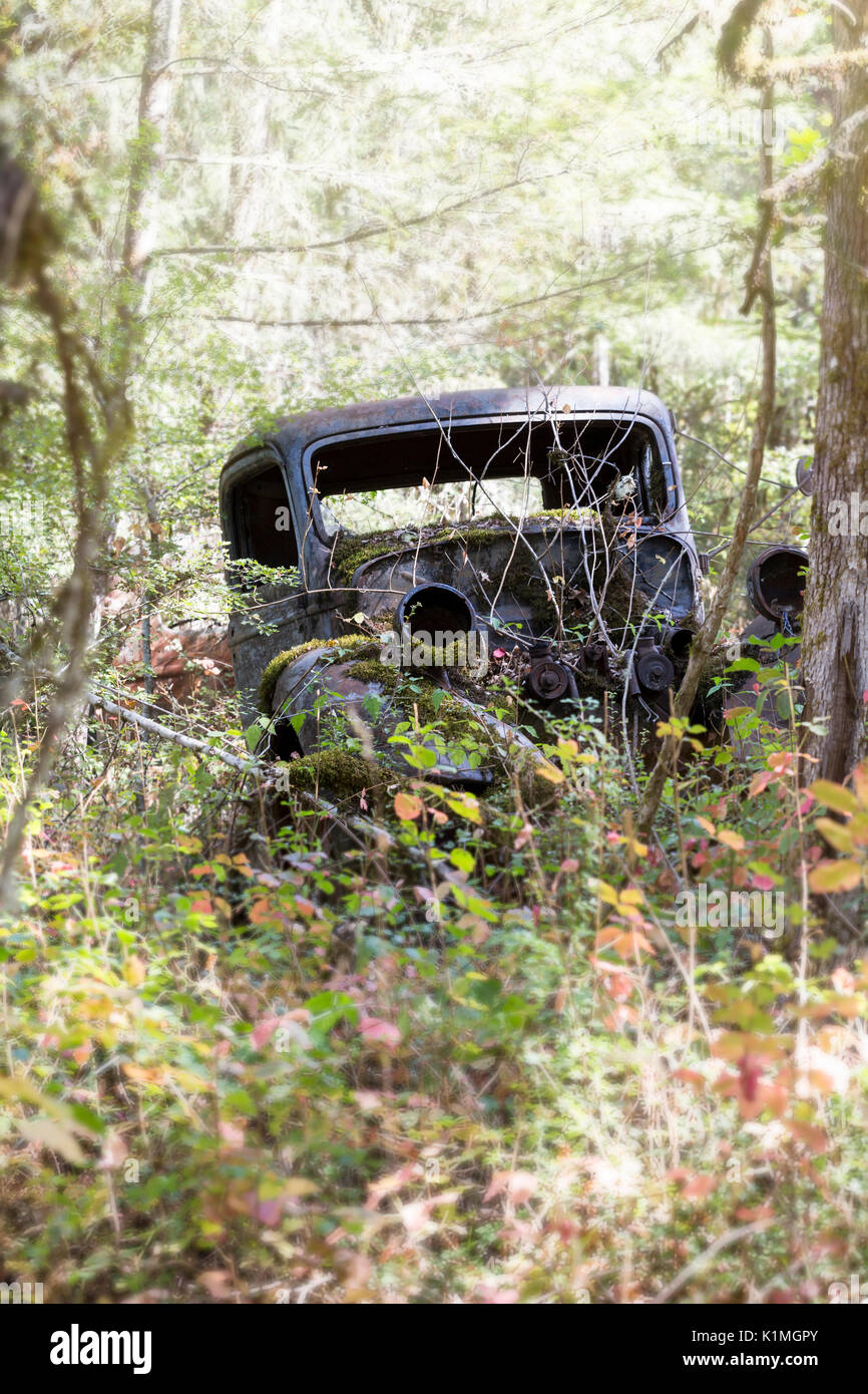 Abandoned rusted truck sitting in the trees with brush growing up around it Stock Photo