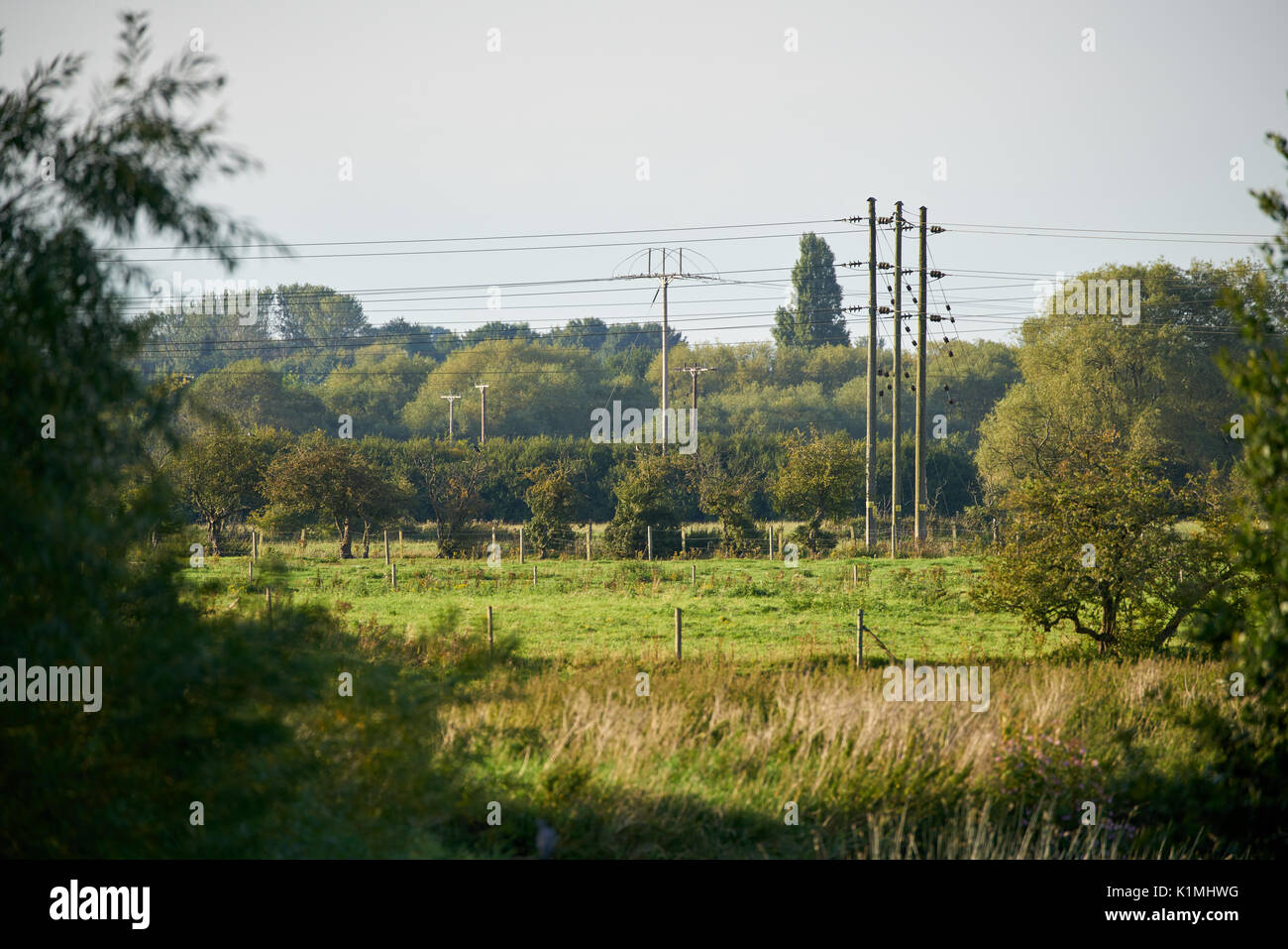 lush green fields with trees, bushes and power lines Stock Photo - Alamy