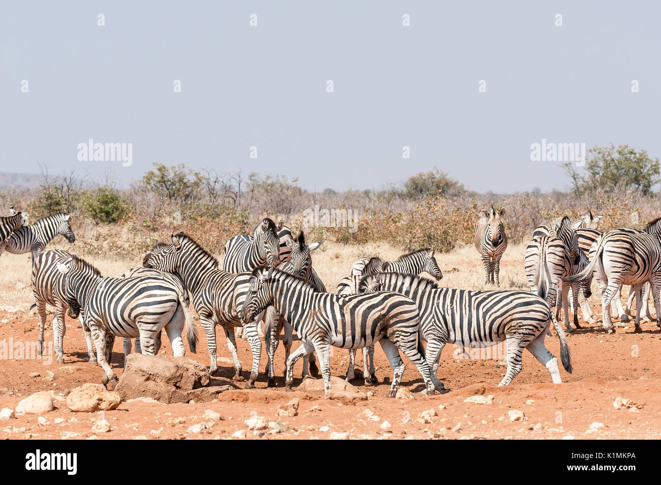 Burchells Zebras and Hartmann Mountain Zebras at the Rateldraf