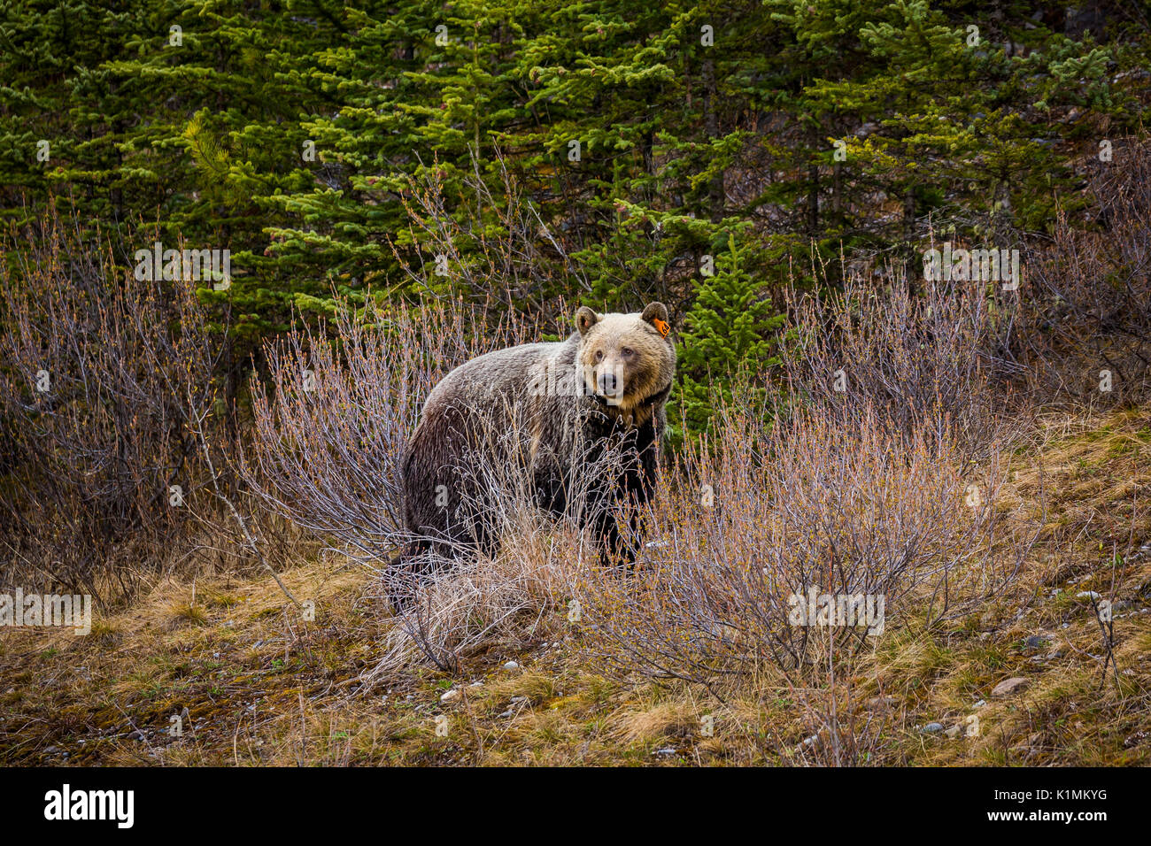 Kananaskis animal hires stock photography and images Alamy
