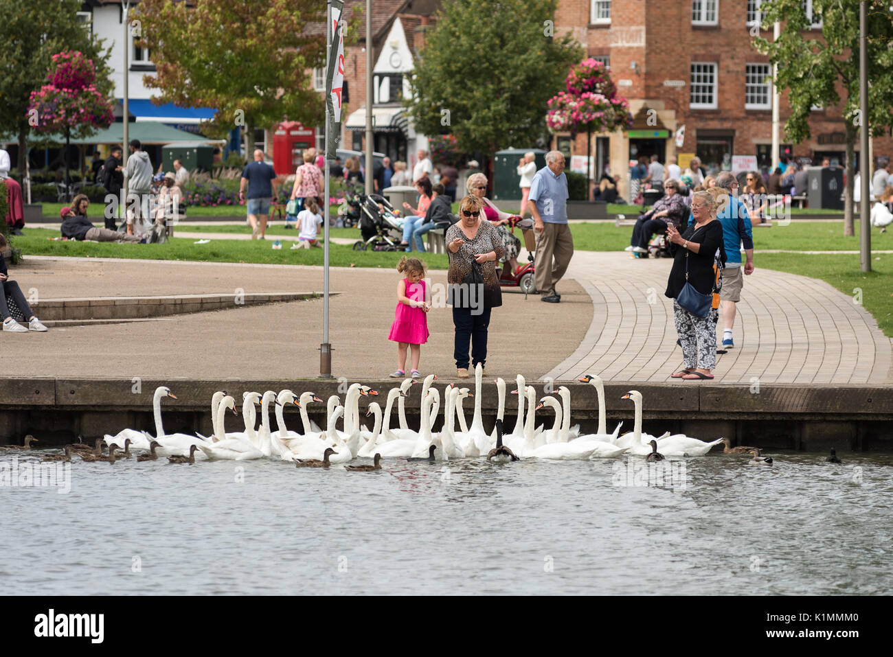 A grand daughter and her grand mother feeding a folk of Mute Swans and other water foul at the river side park in Stratford on Avon, Warwickshire. Stock Photo