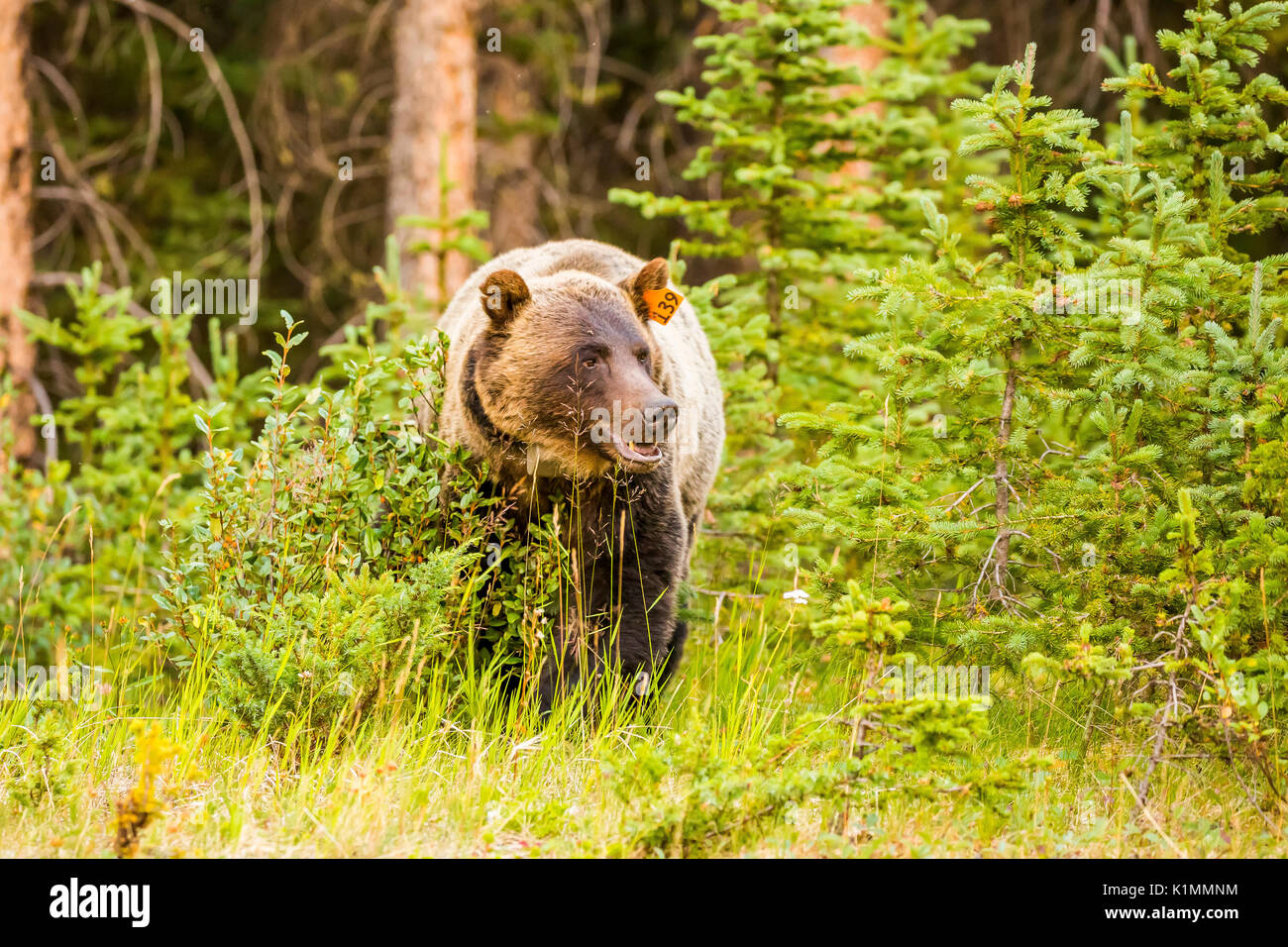 kirurg indkomst daytime A grizzly bear feeds on ripe buffalo berries in Kananaskis Country,  Alberta, Canada Stock Photo - Alamy