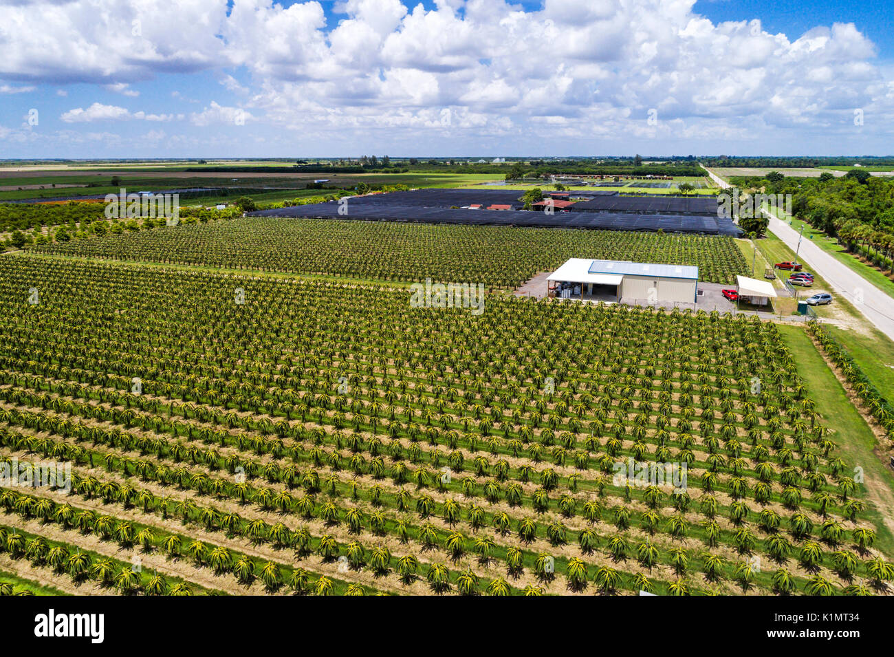 Homestead Florida farmland farm agriculture crop nursery dragon fruit