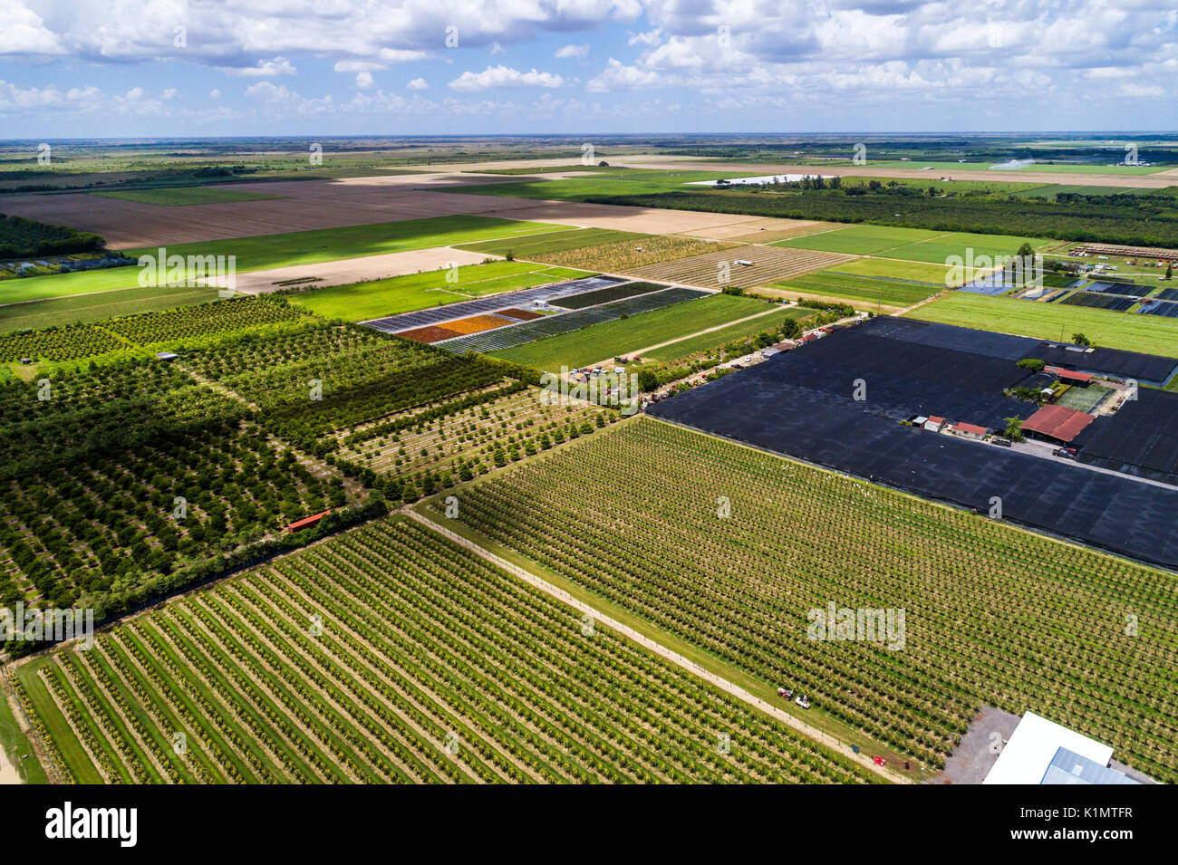 Miami Florida,Homestead,farmland,farm,crop,nursery,dragon fruit,cactus