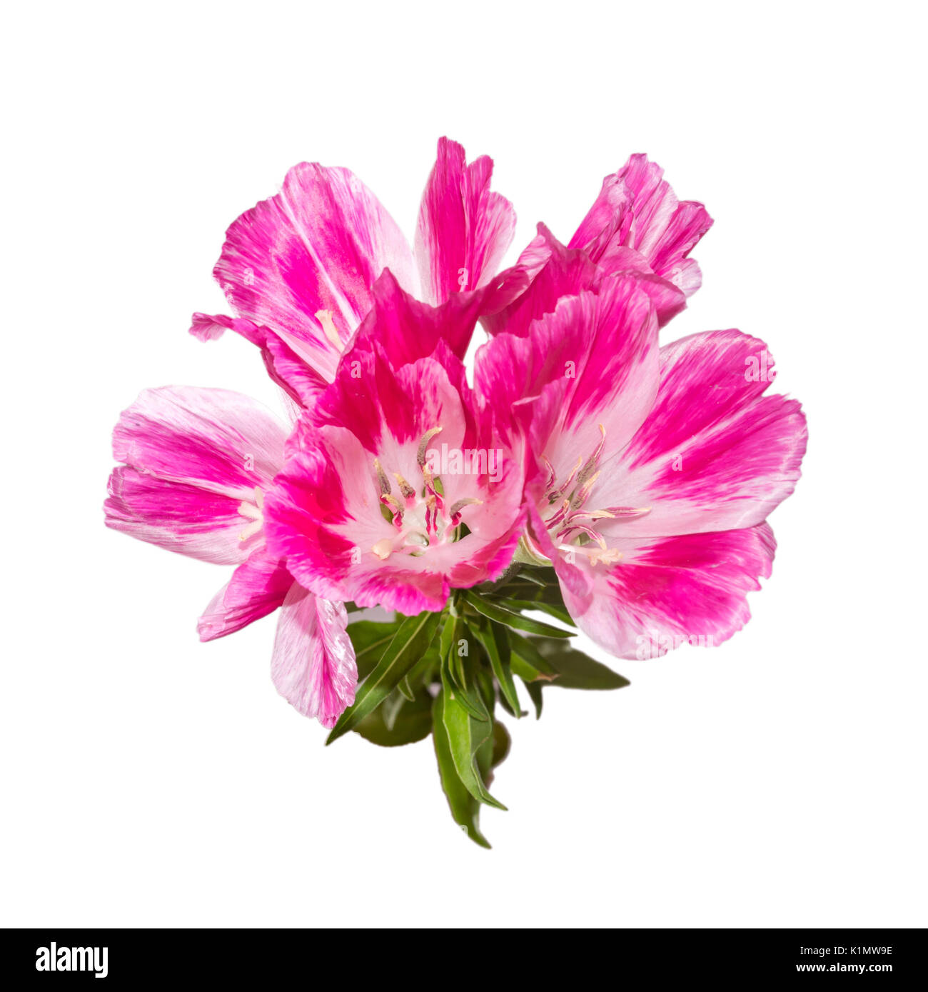 Godetia flower isolated. A branch of beautiful pink and purple spring flowers Stock Photo