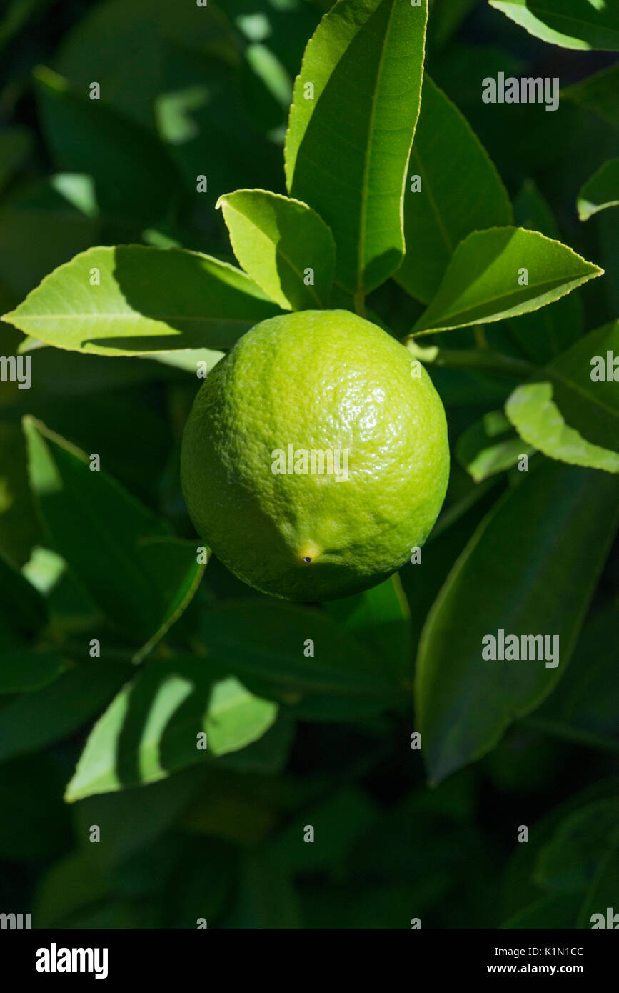 Lemon orchard hires stock photography and images Alamy