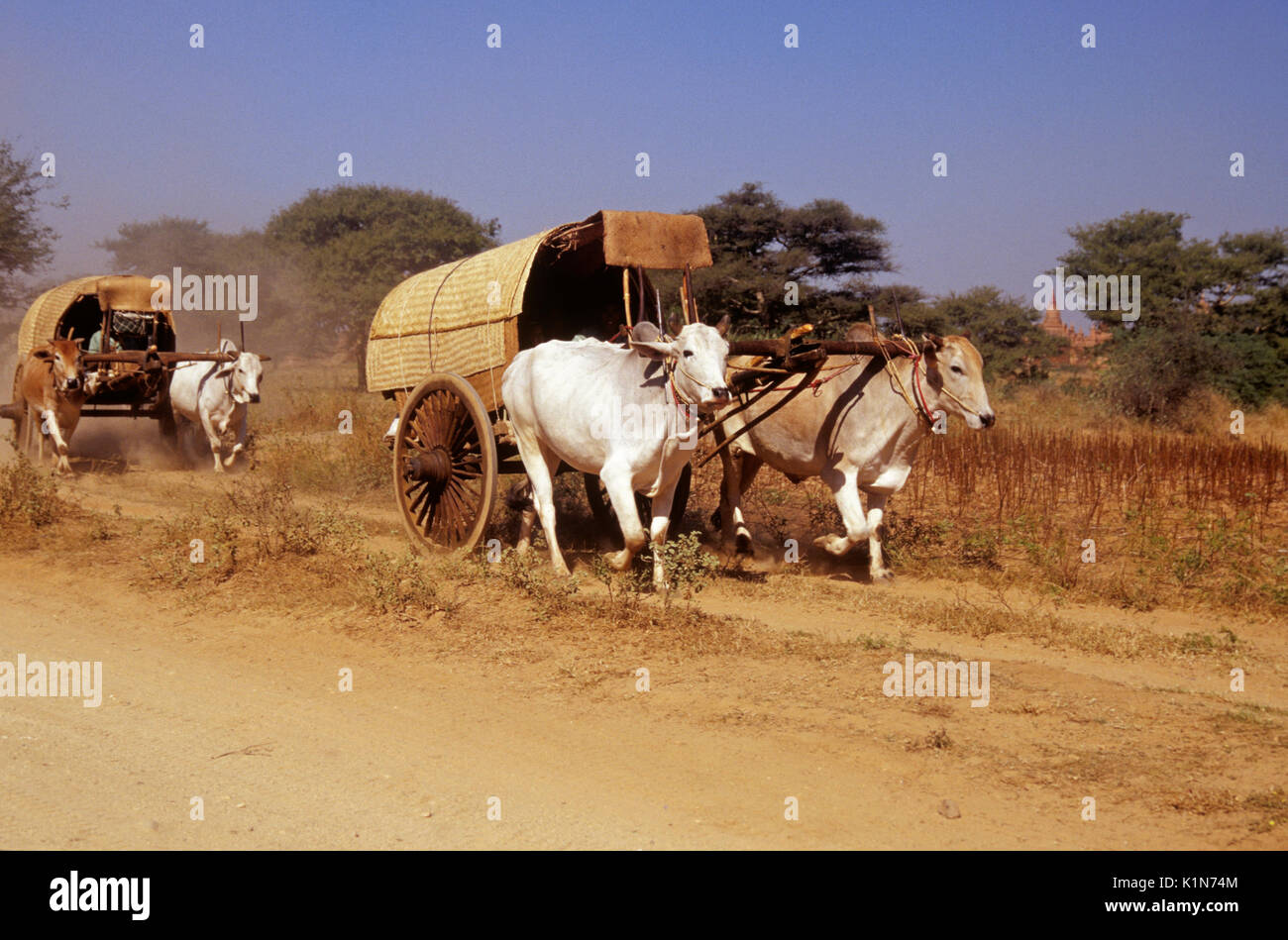 Bullock carts on dusty track, Pagan (Bagan), Burma (Myanmar) Stock Photo