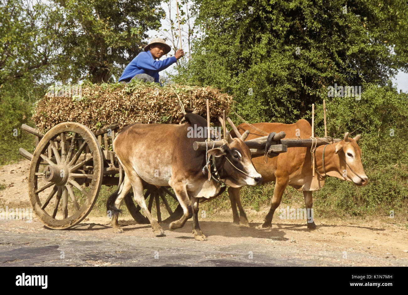 Farmer bringing harvested ground nuts (peanuts) to market via bullock cart, Burma (Myanmar) Stock Photo