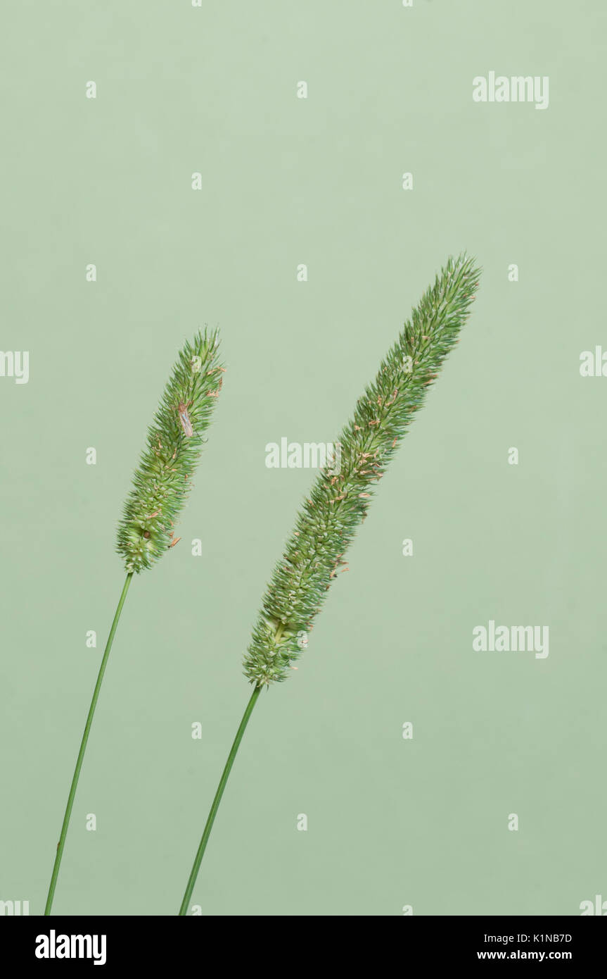 Timothy-grass  (Phleum pratense) over a green background close up Stock Photo