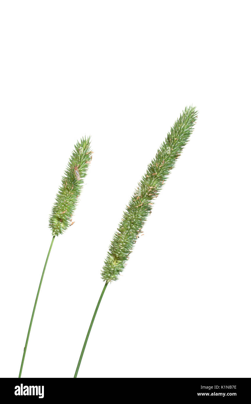 Timothy-grass  (Phleum pratense) over aa white background close up Stock Photo