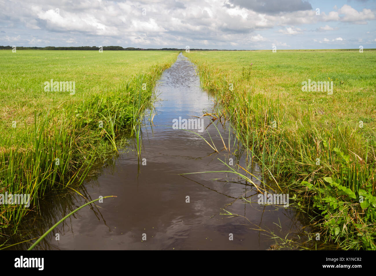 View in a small ditch between Dutch meadows Stock Photo