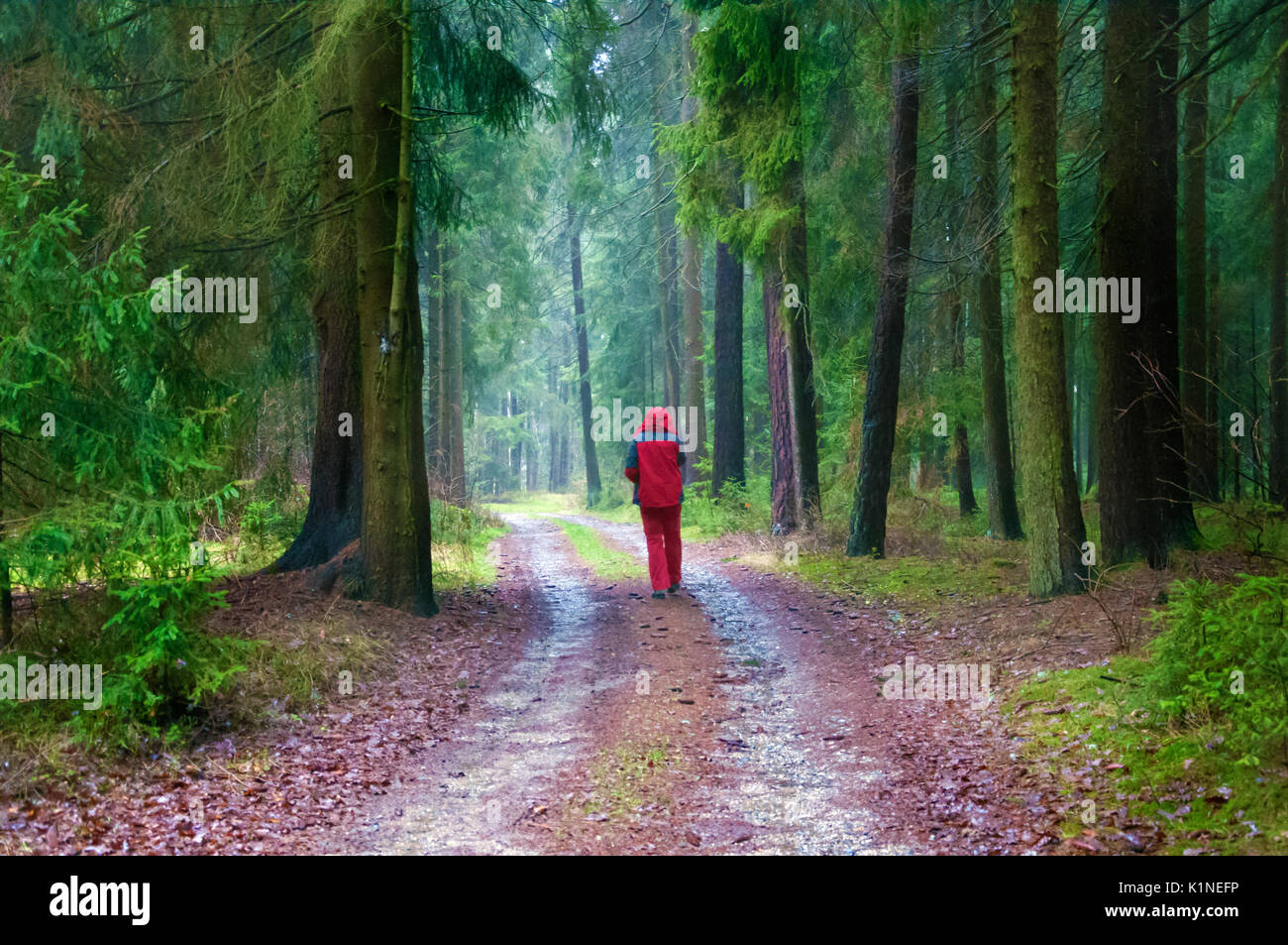 OBERPFALZ, GERMANY - Dec. 16, 2015: A hiker follows a forest path in Doost Nature preserve. Stock Photo