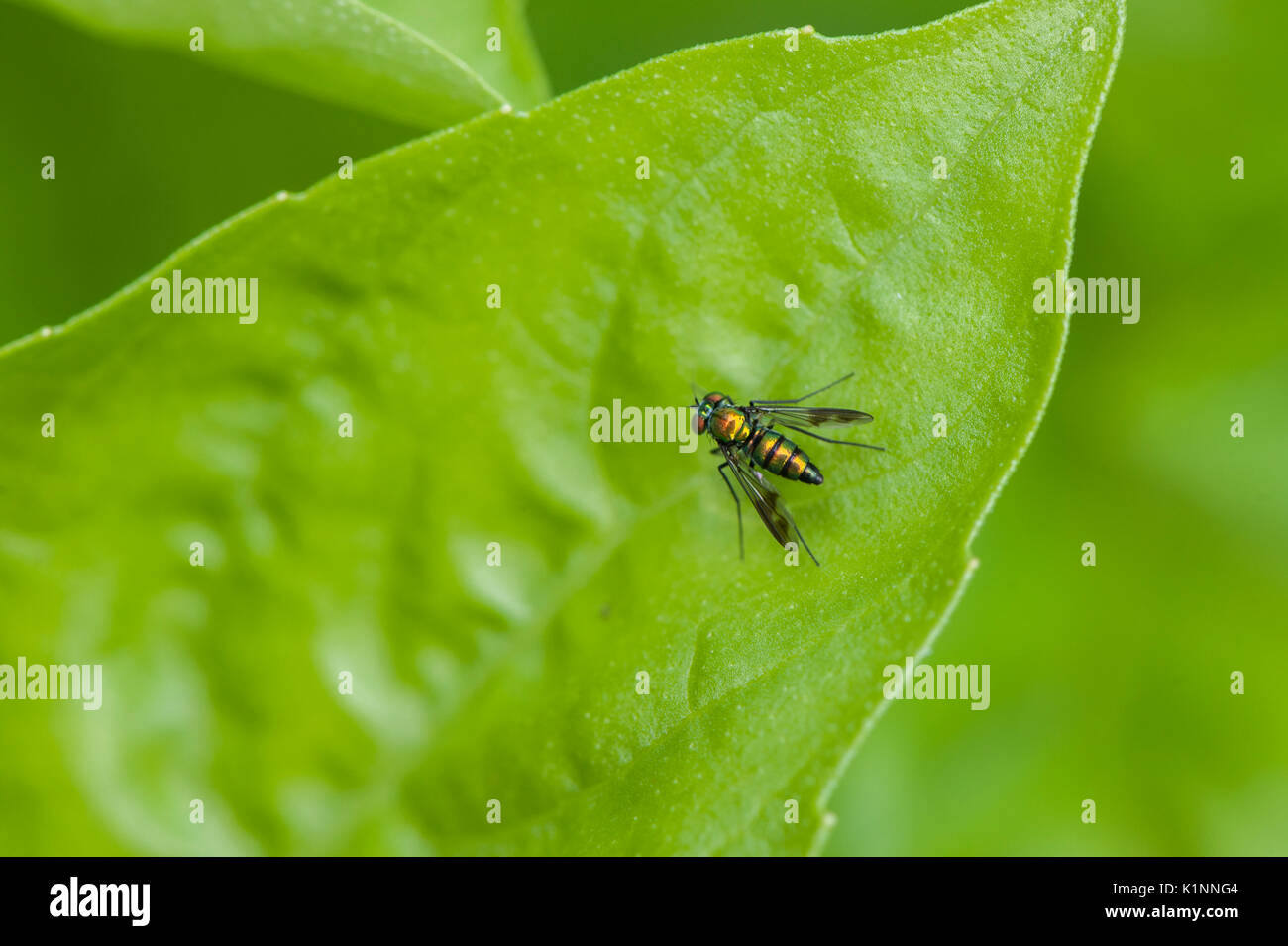 sweat fly