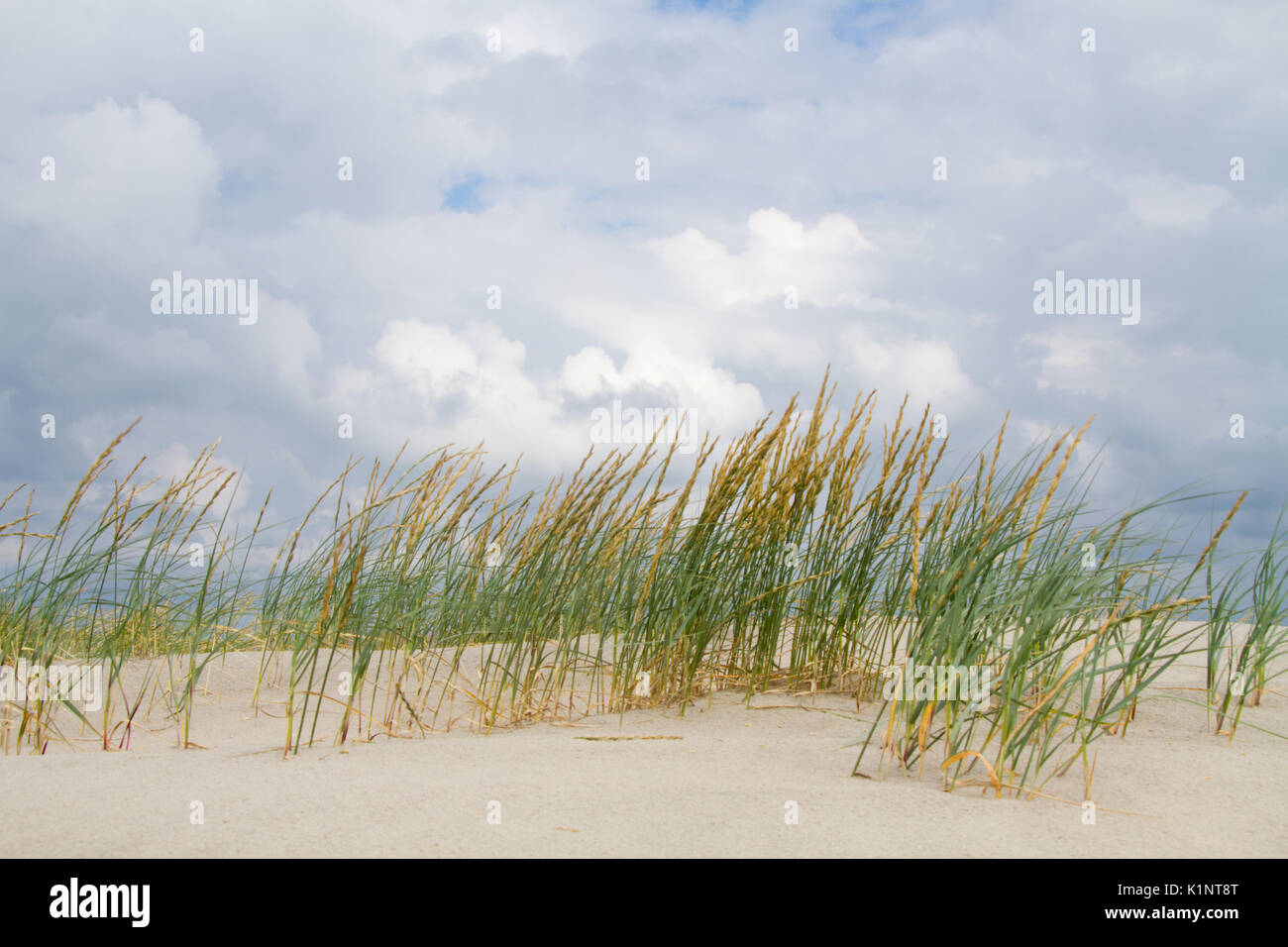Sand Couch, forming an embryonic dune, the first stage of dune development Stock Photo