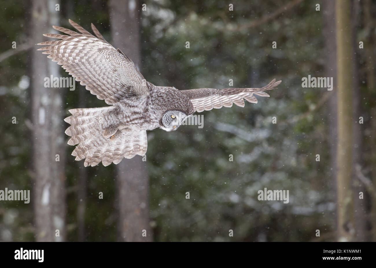Great grey owl Stock Photo Alamy